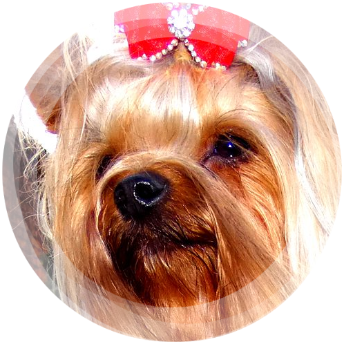 Yorkshire Terrier Amara FCI