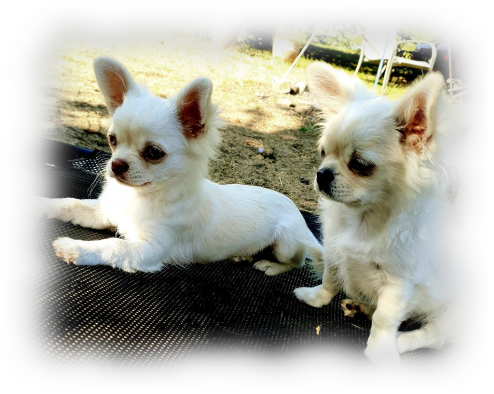 Hodowla Chihuahua i Yorkshire Terrier FCI