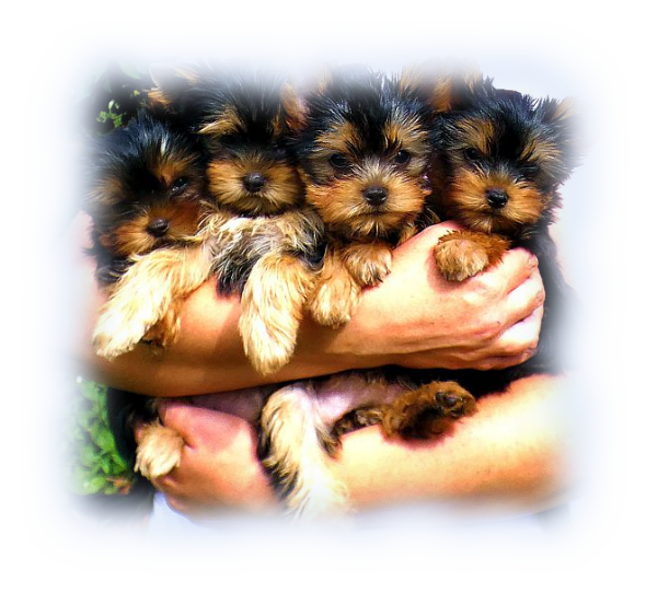 Yorkshire Terrier FCI hodowla szczeniaki