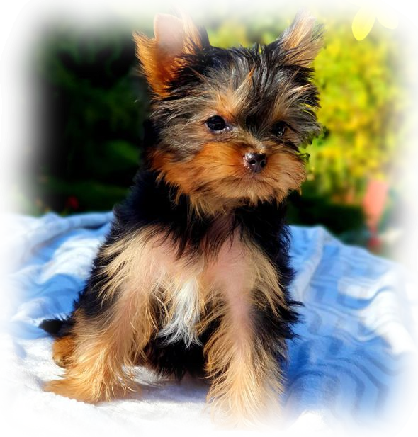 Yorkshire Terrier szczeniaki hodowla FCI